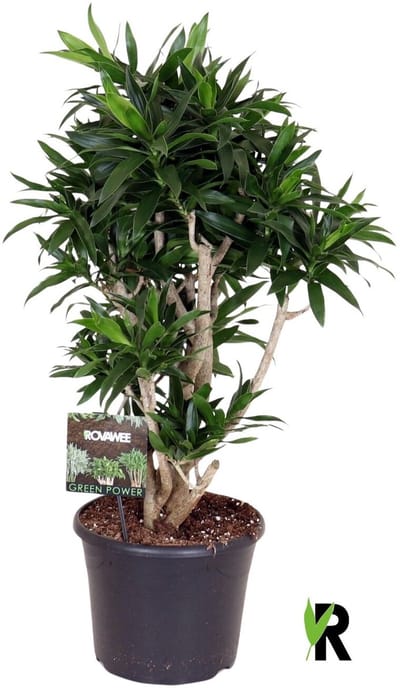 Dracaena Reflexa Vertakt 130 cm - Kamerplant - Potmaat Ø30 cm