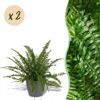 Plantenboetiek.nl | Nephrolepsis exaltata Green Lady - Varen - Huisdiervriendelijke Plant - Groen - 2 Planten - met Potter Grijs - Ø12cm - 25cm hoog - Kamerplant - Arrangement - Plant met pot