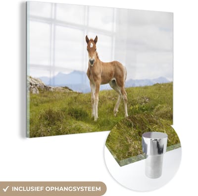 ® Glasschilderij 180x120 cm - Schilderij acrylglas - Trots klein kastanjebruin veulen - Foto op glas - Muurdecoratie woonkamer - Wanddecoratie slaapkamer - Schilderijen