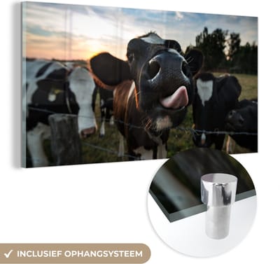 MuchoWow® Glasschilderij 40x20 cm - Schilderij acrylglas - Koe - Dieren - Natuur - Uitstekende tong - Foto op glas - Schilderijen