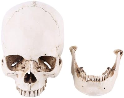 Dailygoody - Menselijke schedel - Anatomisch model - Levensgroot