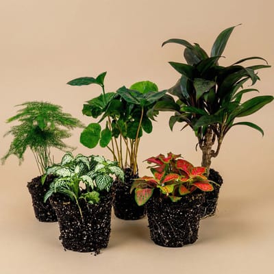Terrariumplantenpakket Coffea Arabica - 5 planten - Koffieplant - Palm - Asperges - 2x Fittonia