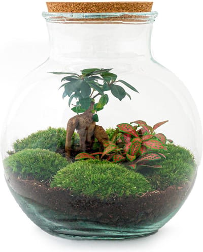 Glazen Plantenbak! - Teddy Bonsai -  26,5 cm - DIY