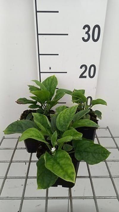 6x Amerikaans vergeet mij nietje - Omphalodes verna 'Alba' | 9x9 cm pot