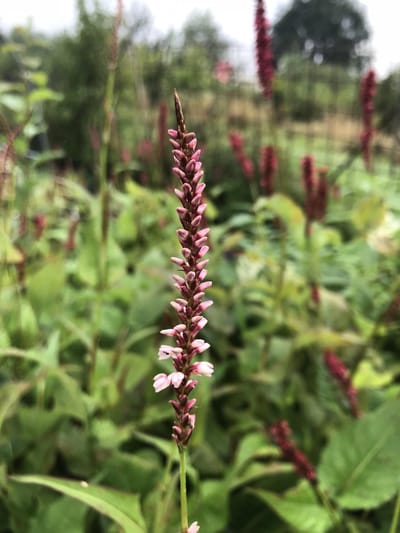 6 x Persicaria amplexicaulis 'Rosea' - Duizendknoop - P9 Pot (9 x 9cm) - Dima Vaste Planten
