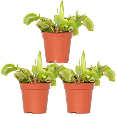 Bloomique - Set van 3 - Dionaea Muscipula – Vleesetende plant – Onderhoudsvriendelijk ––05-10 cm - Pot 6 cm - Hoogte 5-10 cm
