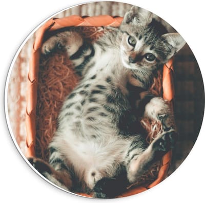 Forex Wandcirkel - Kat in het Mandje - 20x20cm Foto op Wandcirkel (met ophangsysteem)