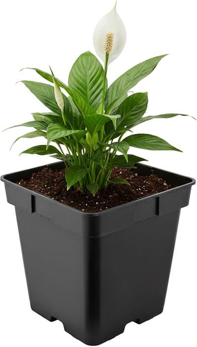 Garronda Vierkante kunststof bloempot met drainagegaten voor tuin (Zwart, 18 x 18 x 18 cm (4L)) GD-KW-S