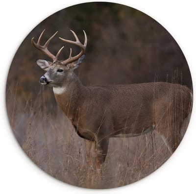 WallCircle® Wandcirkel 140x140 cm - Muurcirkel Herfst - Hert - Gras - Natuur - Dieren - Muurdecoratie woonkamer - Wanddecoratie slaapkamer - Kamer decoratie accessoires - Ronde schilderijen
