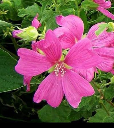 Lavatera hybr. 'Burgundy Wine' - Malvastruik, Struikmalva, 25- 30 cm in pot
