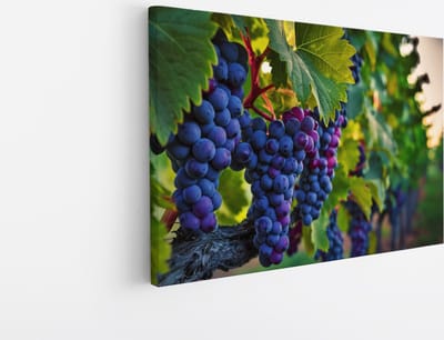 Saammp Canvas Schilderij - Druiventros - Landschap - Natuur - 45x30 - Foto op canvas - Wanddecoratie - Muurdecoratie Woonkamer - Slaapkamer decoratie - Canvas Print