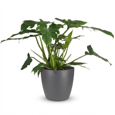 Green boutiQ - Kamerplant - Philodendron - Philodendron Lacerum - Groen - Weinig onderhoud - 1 Plant - met Potter Grijs - Pot 19cm - Hoogte 65cm