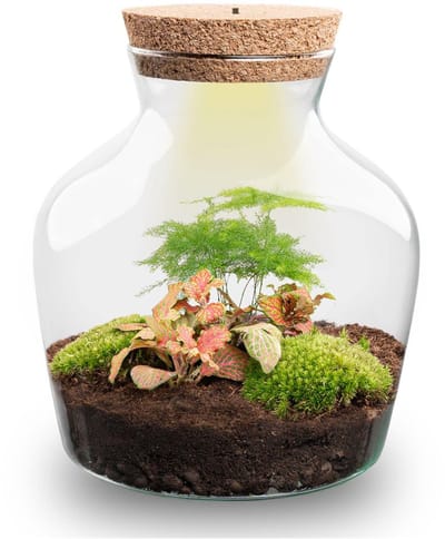 Terrarium - Little Joe - ↑ 21,5 cm - Ecosysteem plant - Kamerplanten - DIY planten terrarium - Mini ecosysteem - Inclusief Hark + Schep