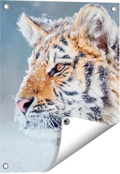 Gards Tuinposter Tijger tijdens de Sneeuw - 40x50 cm - Tuindoek - Tuindecoratie - Wanddecoratie buiten - Tuinschilderij