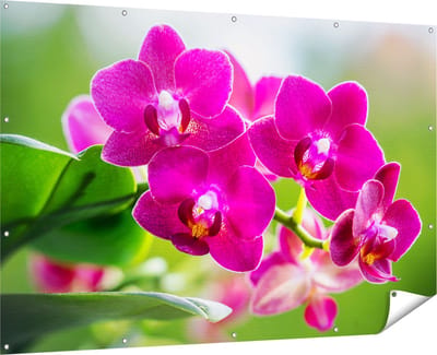 Gards Tuinposter Roze Orchidee Bloemen - 180x120 cm - Tuindoek - Tuindecoratie - Wanddecoratie buiten - Tuinschilderij