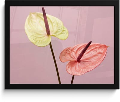 Poster in lijst - Fotolijst 40x30 cm - Posters - Bloemen - Anthuriums - Geel - Roze - Posterlijst zwart - Decoratie - Wanddecoratie woonkamer - Muurdecoratie slaapkamer