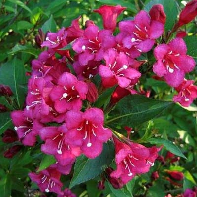 Weigela 'Eva Rathke' - Weigelia, 50-60 cm in pot: Donkerrode bloemen en een compacte groeiwijze.