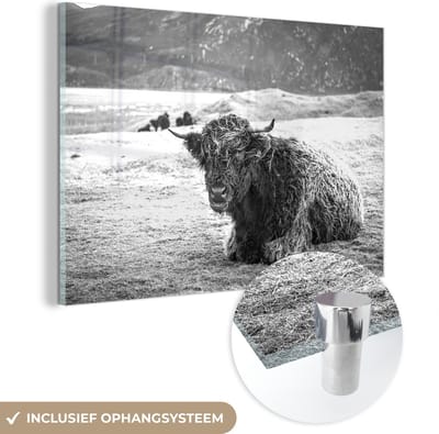 MuchoWow® Glasschilderij 60x40 cm - Schilderij acrylglas - Schotse Hooglander - Berg - Dieren - Foto op glas - Schilderijen