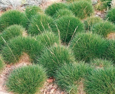 Festuca Gautieri - Set van 12 - Wintergroen - Zwenkgras - Pot P9 - Wintergroen