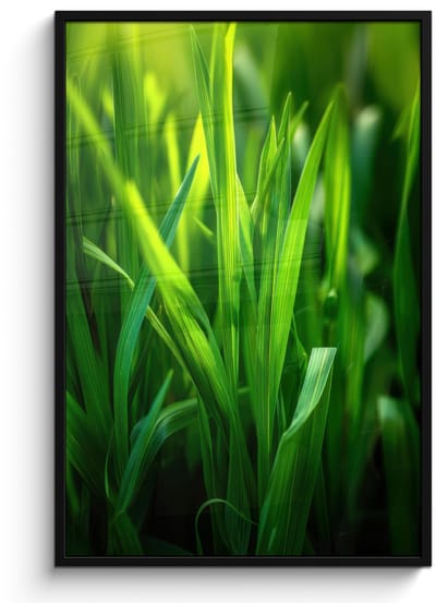 Poster in lijst - Fotolijst 80x120 cm - Posters - Grassprieten - Lichtinval - Groen - Posterlijst zwart - Decoratie - Wanddecoratie woonkamer - Muurdecoratie slaapkamer