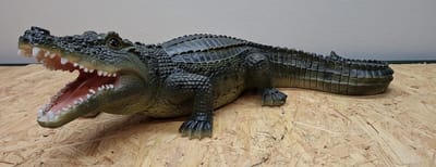 Krokodil beeld - Lengte 60cm - Kleur Origineel - Decoratie - polyresin bol schaap - polystone sheep tuinbeeld - hoogte 16cm