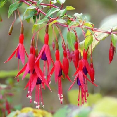 Fuchsia (Fuchsia Magellanica) - magellanica Riccartonii - Bellenplant - Vaste planten - Bijen-Vlinders - Snijbloemen - Zomerbollen