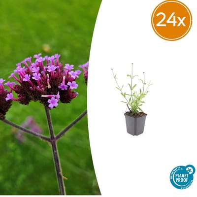 Tuinplantenshop.com | Verbena bon. 'Lollipop' | 24 stuks - Ø9cm - 10-25cm hoog - Tuinplant