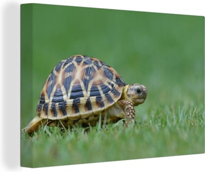 Canvas Schilderij Schildpad op gras - 90x60 cm - Wanddecoratie