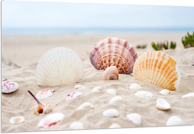 Acrylglas - Schelpjes in het Zand op het Strand - 150x100 cm Foto op Acrylglas (Wanddecoratie op Acrylaat)