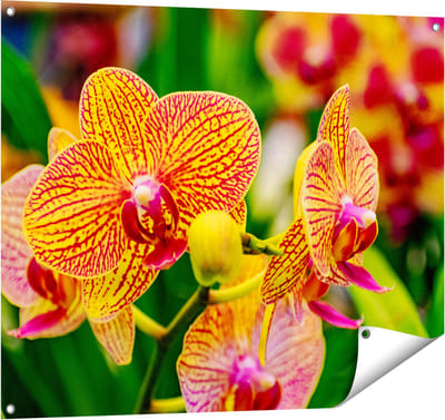 Gards Tuinposter Geel Rode Orchidee Bloemen - 100x80 cm - Tuindoek - Tuindecoratie - Wanddecoratie buiten - Tuinschilderij