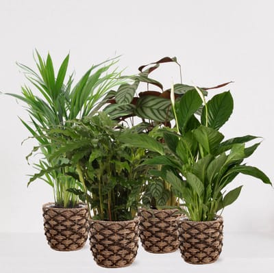 Kamerplanten set met 4 planten in siermand Guusje – luchtzuiverende kamerplant – meerjarige plant – Areca - Calathea Blue Grass - Calathea Compactstar - Spathiphyllum – groenblijvende planten set 4 stuks - ↕60-75cm - Ø18 – vers uit de kwekerij