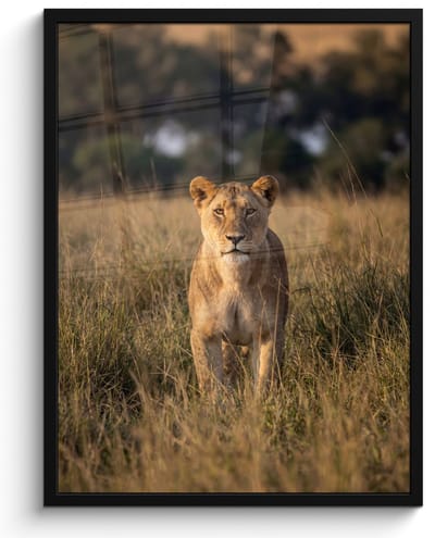 Poster in lijst - Fotolijst 60x80 cm - Posters - Leeuwin - Gras - Geel - Posterlijst zwart - Decoratie - Wanddecoratie woonkamer - Muurdecoratie slaapkamer