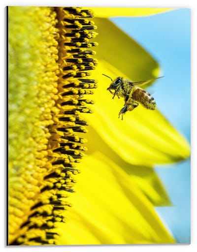 Dibond - Wesp Zwevend bij Gele Bloem - 30x40cm Foto op Aluminium (Wanddecoratie van metaal)