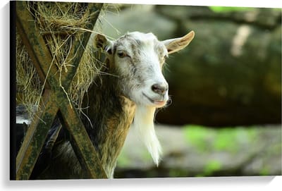 Canvas  - Witte Geit met Hooi - 90x60cm Foto op Canvas Schilderij (Wanddecoratie op Canvas)