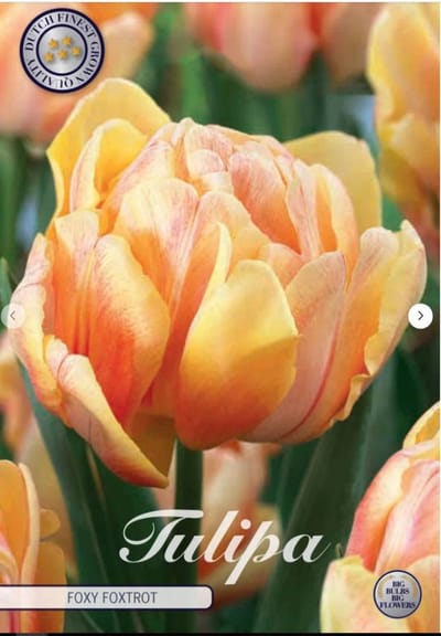Foxy Foxtrot Dubbel Tulpenbollen 10 stuks Bolmaat 12+