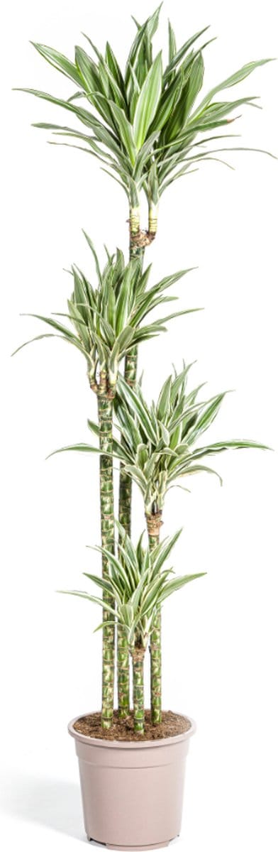Plantenboetiek.nl | Dracaena Deremensis White Stripe - Ø27cm - 170-190cm hoog - Kamerplant - Groenblijvend