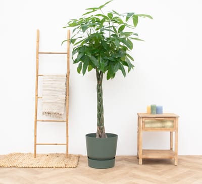 Pachira aquatica - 170cm