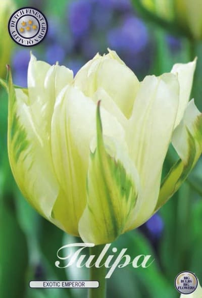 Exotic Emperor Fosteriana Tulpenbollen 10 stuks Bolmaat 12+