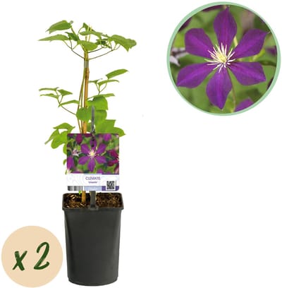 Plantenboetiek.nl | Klimplant - Clematis Mikelite - Bloem Paars - Weinig onderhoud -2 planten - Pot 11cmcm - Ø10cm - 30-40cm hoog - Tuinplant