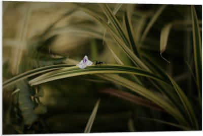 Forex - Mier op Plantje - 90x60cm Foto op Forex