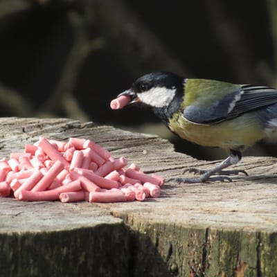 Aniculis - Traktatie met bessen (5 kg) | Premium vetkorrels voor wilde vogels | Tuinvogelvoer met bessensmaak | Delicatesse voor merels, lijsters en roodborstjes