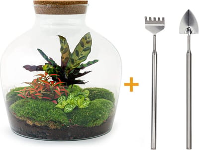 Terrarium - Fat Joe Red - ↑ 30 cm - Ecosysteem plant - Kamerplanten - DIY planten terrarium - Mini ecosysteem + Hark + Schep