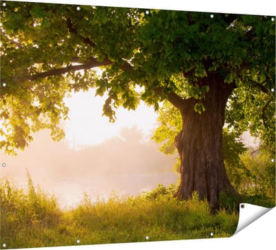 Gards Tuinposter Eikenboom aan het Water met Volle Bladeren - 160x120 cm - Tuindoek - Tuindecoratie - Wanddecoratie buiten - Tuinschilderij