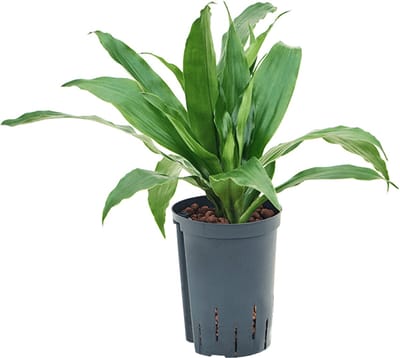 Hydroplant Dracaena Fragrans Janet Craig