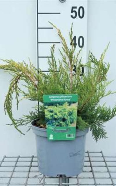 Juniperus pfitz. 'Pfitz. Aurea' - Jeneverbes 25 - 30 cm in pot