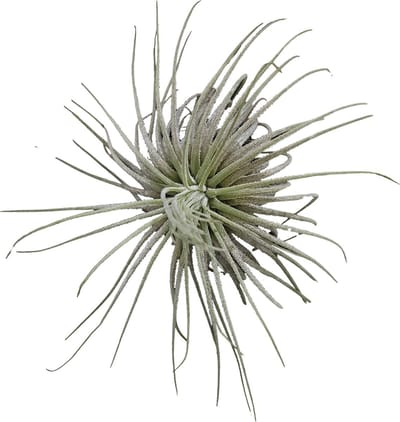 Tillandsia Magnusiana - Terrariumplant