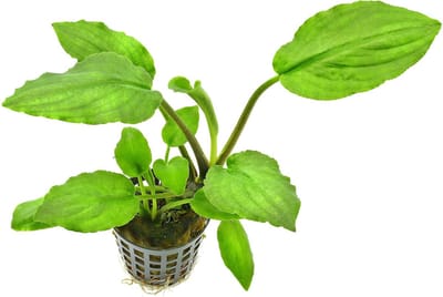 Aquafleur Lagenandra Meeboldii Green in 5 cm pot P5 Pot