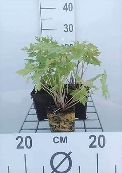 6x Ridderspoor - Delphinium (p) 'Astolat' | 9x9 cm pot