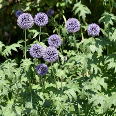 Vaste Planten - Bloembollen Tuinplant - Tuin Decoratie - Bijenvriendelijk Staalblauw - 12 Stuks - Blauw