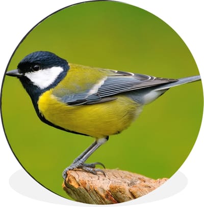WallCircle - Wandcirkel - Muurcirkel - Vogel - Koolmees - Dieren - Groen - Aluminium - Dibond - 120x120 cm - Binnen en Buiten XXL